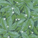 Five o'clock Greenery FOCL 8579 71 56 Papel pintado