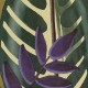 Papel pintado Flower power Alocasia TP 302 02