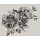 Naturae Papel Pintado Coordonné 9500700