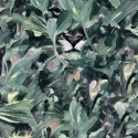 Naturae 9500012 Papel Pintado Coordonné