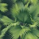 Papel pintado Wallquest Newport Summer Palm PS40104