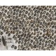 Mural Wall&Decò 2019 My Africa WDMA1902