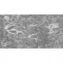 Coral on the Wall MU13096 Mural Muance Amber