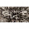 Coral on the Wall MU13095 Mural Muance Amber