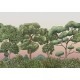 Mural Decorativo Coordonné Random Kids Green Forest 9700091