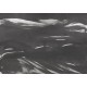 Mural Decorativo Coordonné Geo Marine Xray A00144