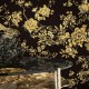 Papel pintado Roberto Cavalli nº 8 RC19043