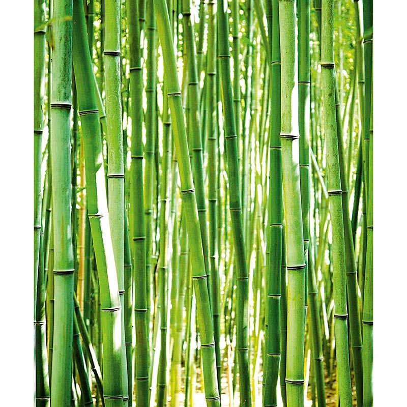 Mural Saint Honoré One Roll One Motif  Bamboo 1860-2674