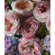 Mural Saint Honoré One Roll One Motif  Romantic Flowers 1860-2669