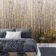 Mural Saint Honoré One Roll One Motif  Birch Tree 1860-2673