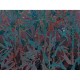 Papel pintado Saint Honoré Automobili Lamborghini 2 1283-Z90073