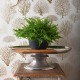 Papel Pintado Cole & Son Curio 107-2010 A