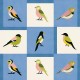 Papel pintado Coordonné Coco Dávez Colortherapills Like a Bird Blue C00137_V