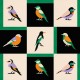 Papel Coordonné Coco Dávez Colortherapills Like a Bird Noir C00133_N