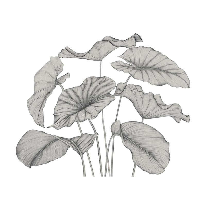 Mural Casadeco WonderWalls 3 Alocasia WDWT202229240NW