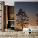 Trees Sunset TR71905M Mural Wallquest