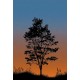 Mural Decorativo A Collection of Trees Sunset TR71905M