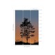 Mural Decorativo A Collection of Trees Sunset TR71905M