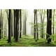 Mural Coordonné Random Papers Wood Summer Path 6500208N