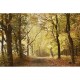 Mural Coordonné Random Papers Woods October Path 6500207N