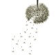 Mural Wall&Deco Contemporary Wallpapers 2010 Monsoon