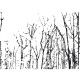 Mural Wall&Deco Contemporary Wallpapers 2011 Black Forest BBBF1101